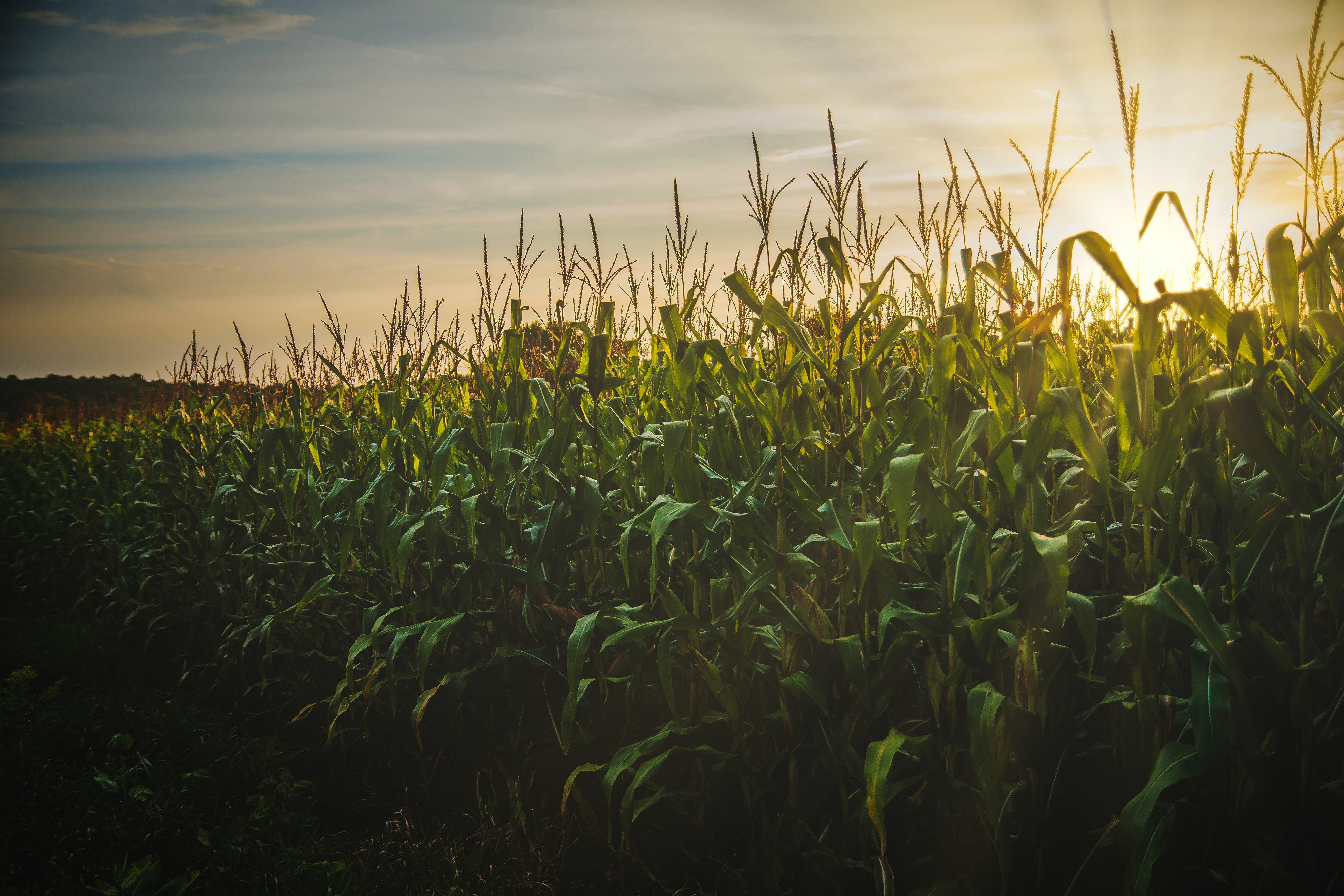 Corn field